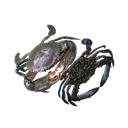 Crab