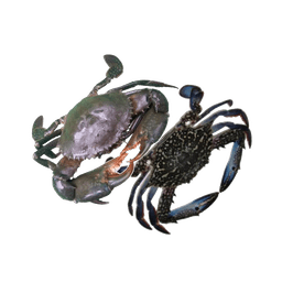 Crab