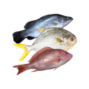 Local Fish
