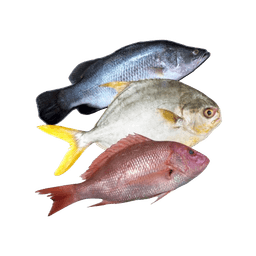Local Fish