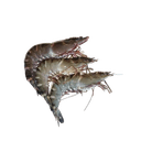 Prawn