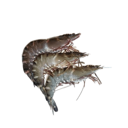 Prawn