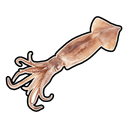 Squid