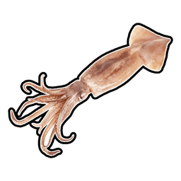 Squid
